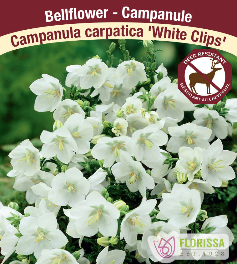 Campanula - car. White Clips