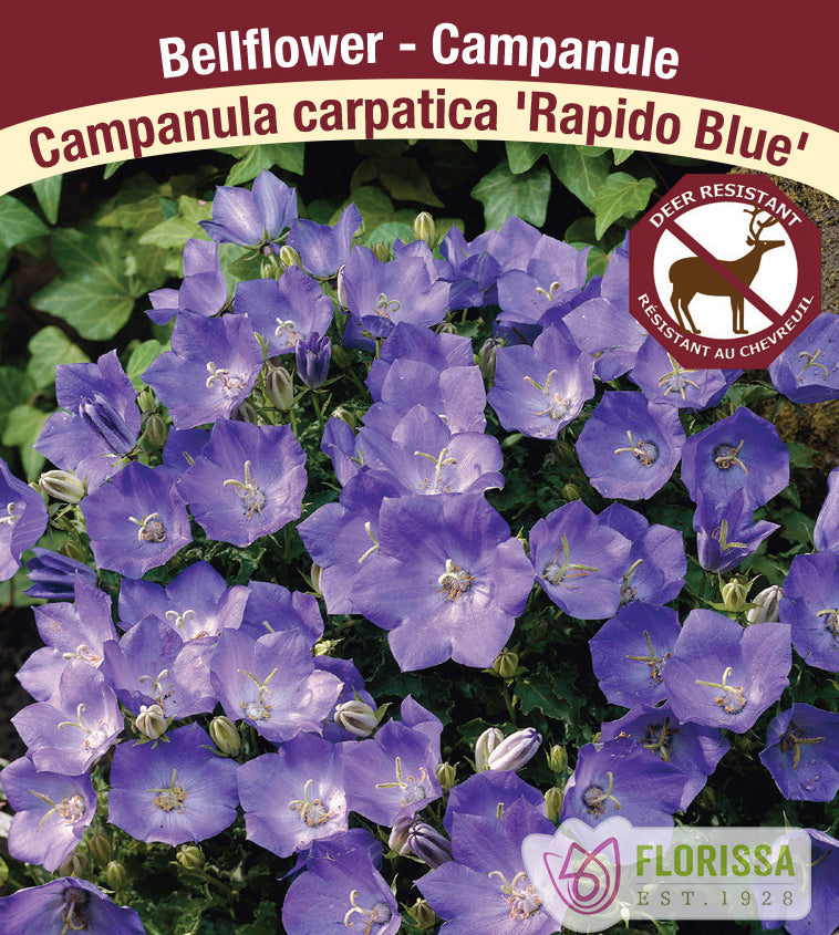 Campanula - car. Rapido Blue