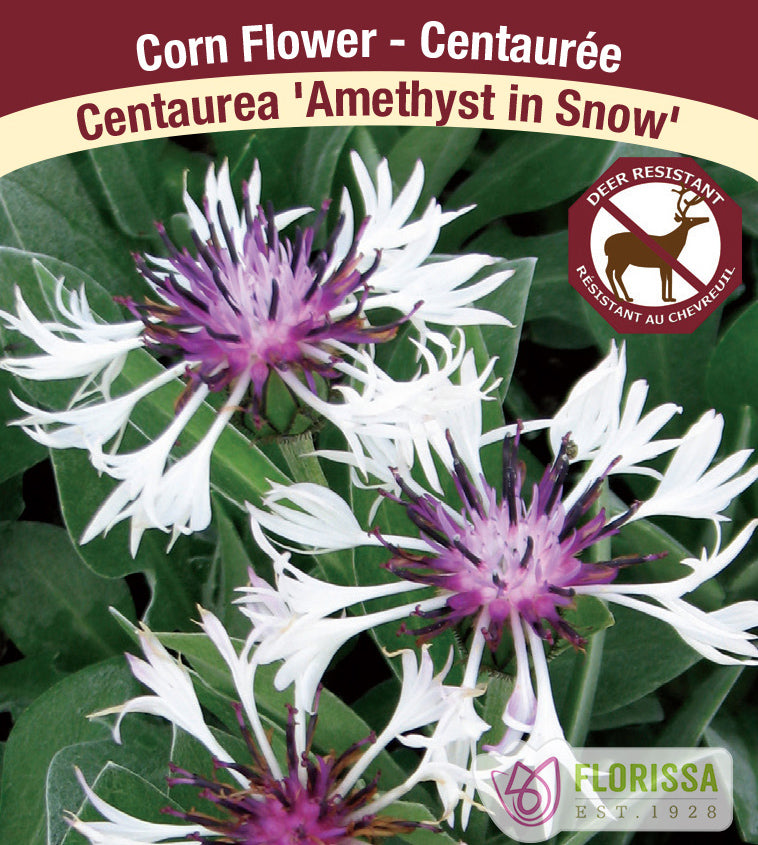 Centaurea - montana Amethyst in Snow