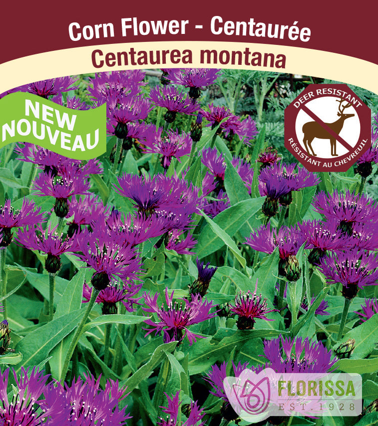 Centaurea - montana