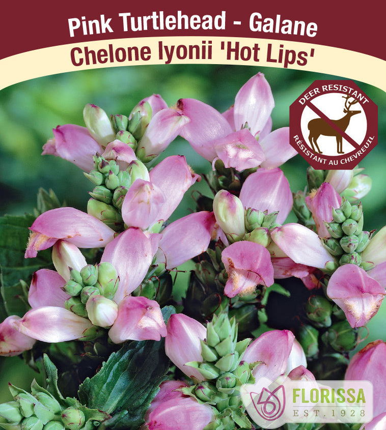 Chelone - lyonii Hot Lips