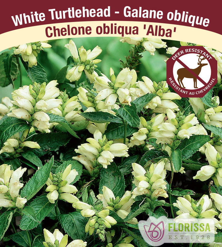 Chelone - obliqua Alba
