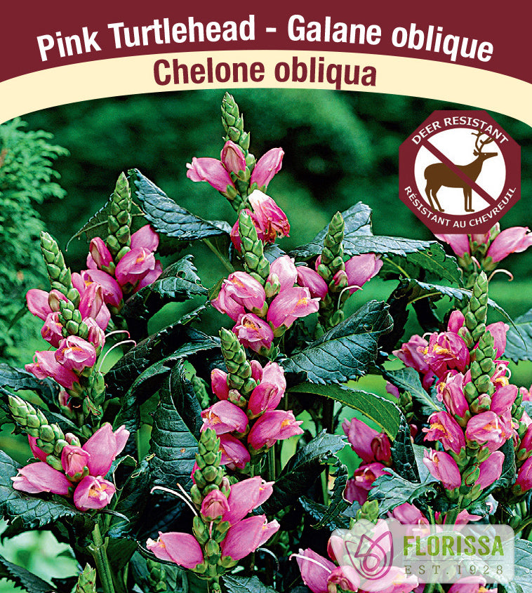 Chelone - obliqua