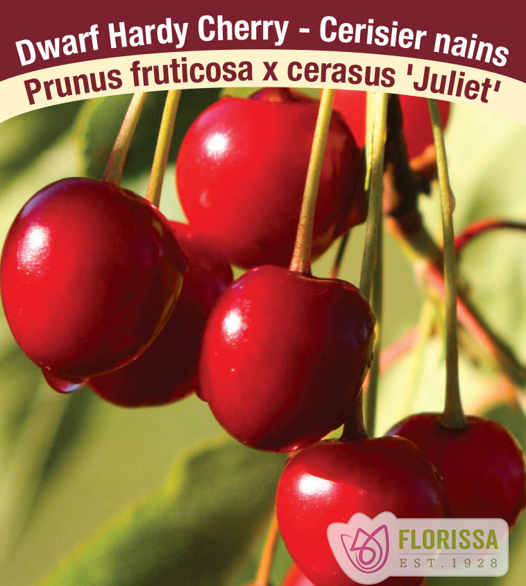Cherry - Assorted Unit (Dwarf)