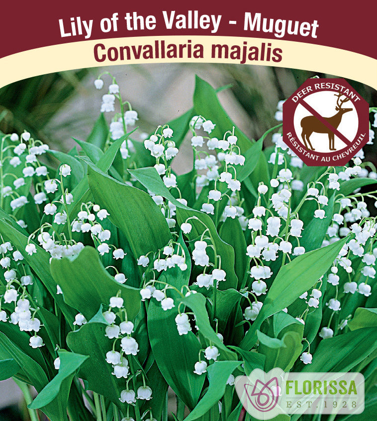 Convallaria - majalis - planting pips