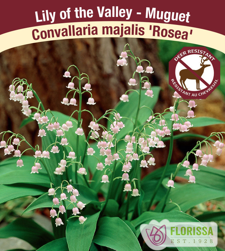 Convallaria - majalis Rosea