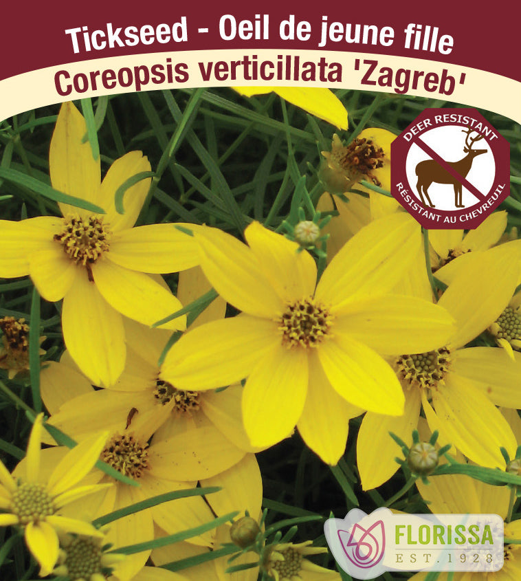 Coreopsis - verticillata Zagreb