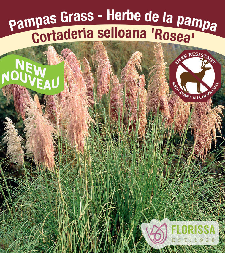 Cortaderia - selloana Rosea