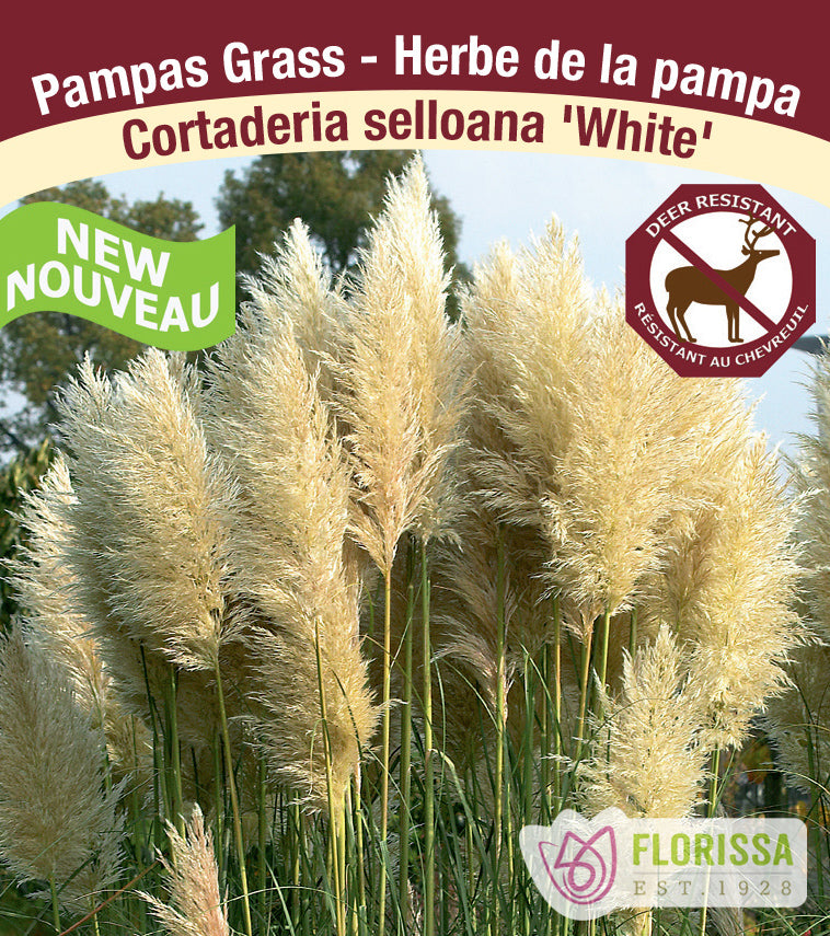 Cortaderia - selloana White