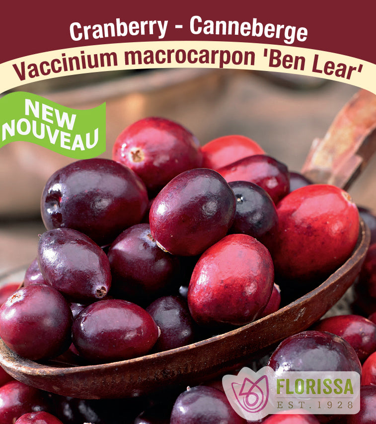 Cranberry - Assorted Unit