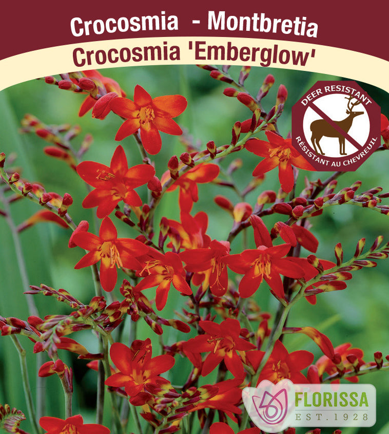Crocosmia - Emberglow