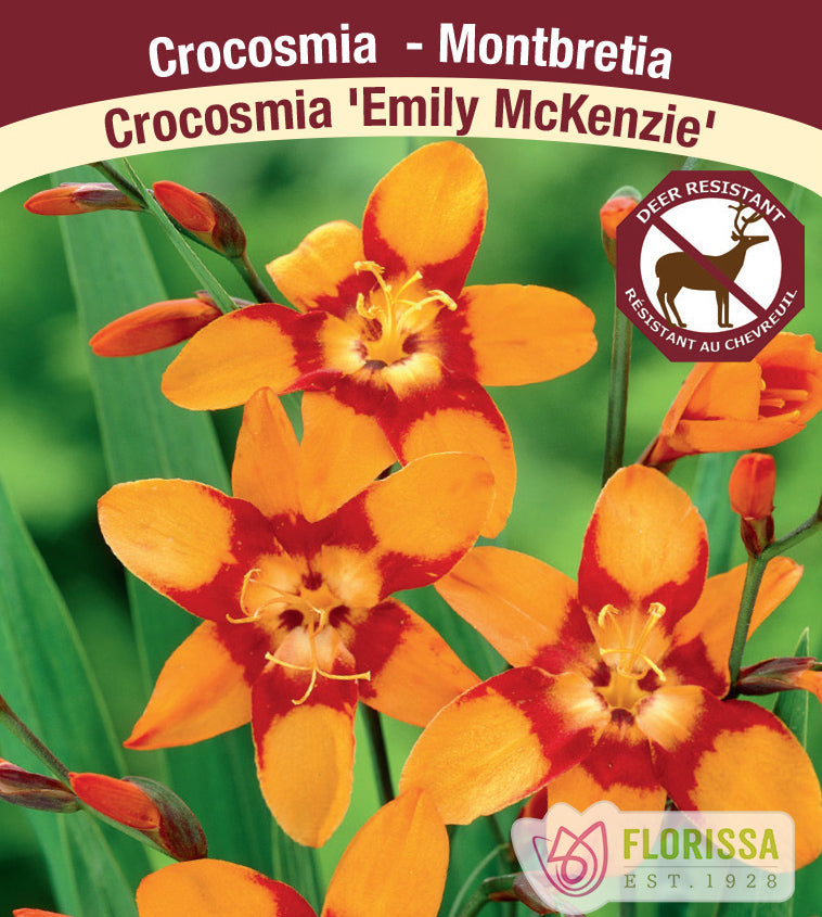 Crocosmia - Emily MacKenzie