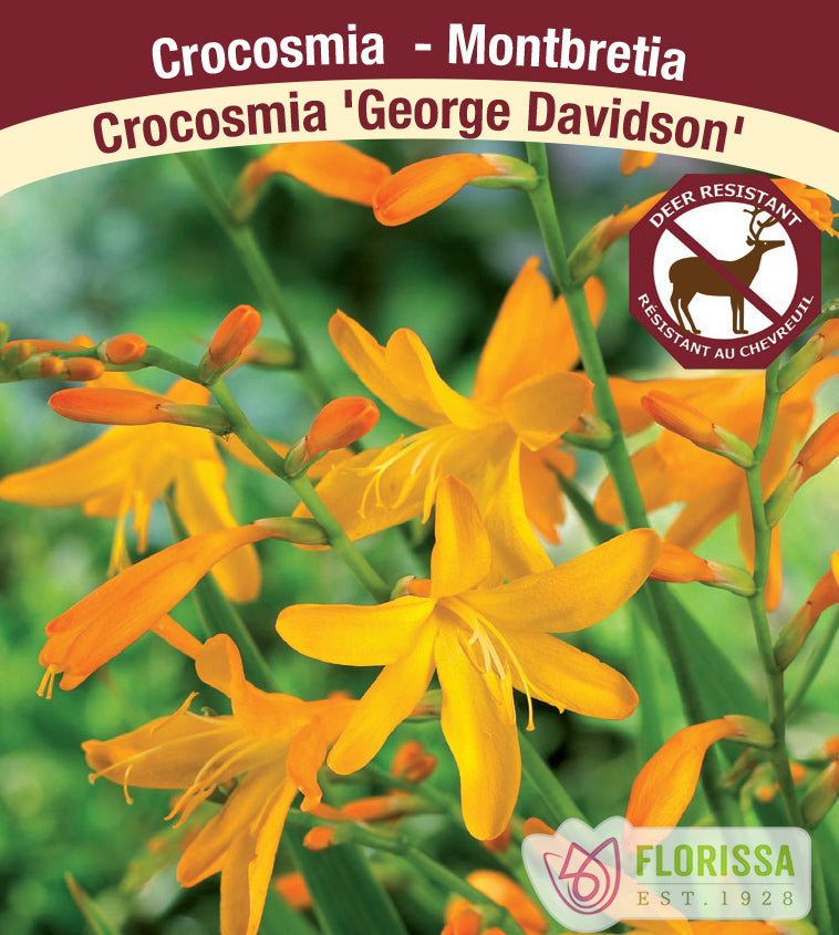 Crocosmia - George Davidson