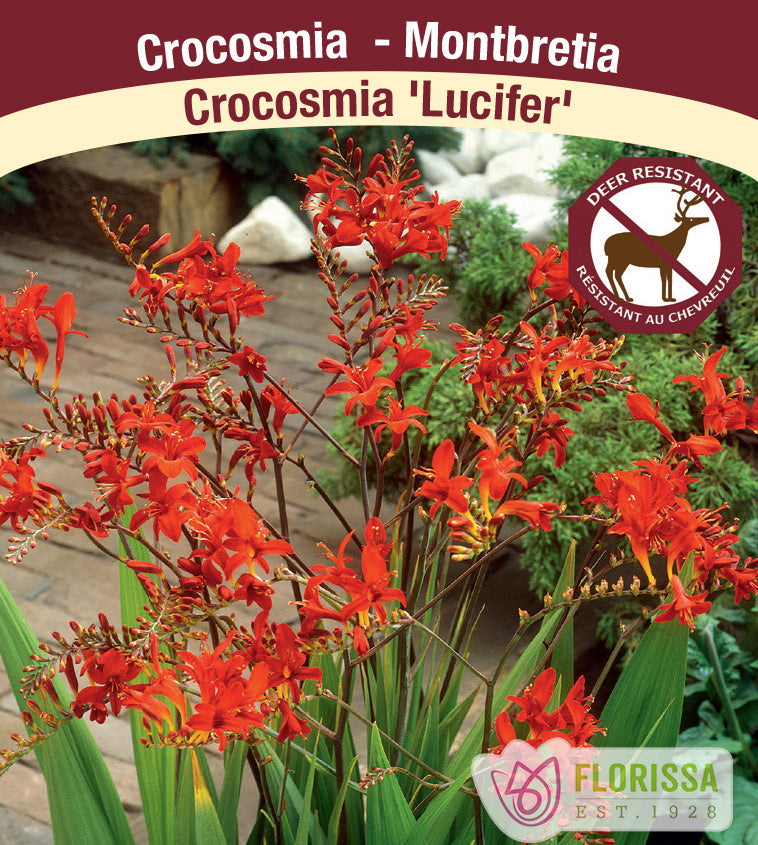 Crocosmia - Lucifer