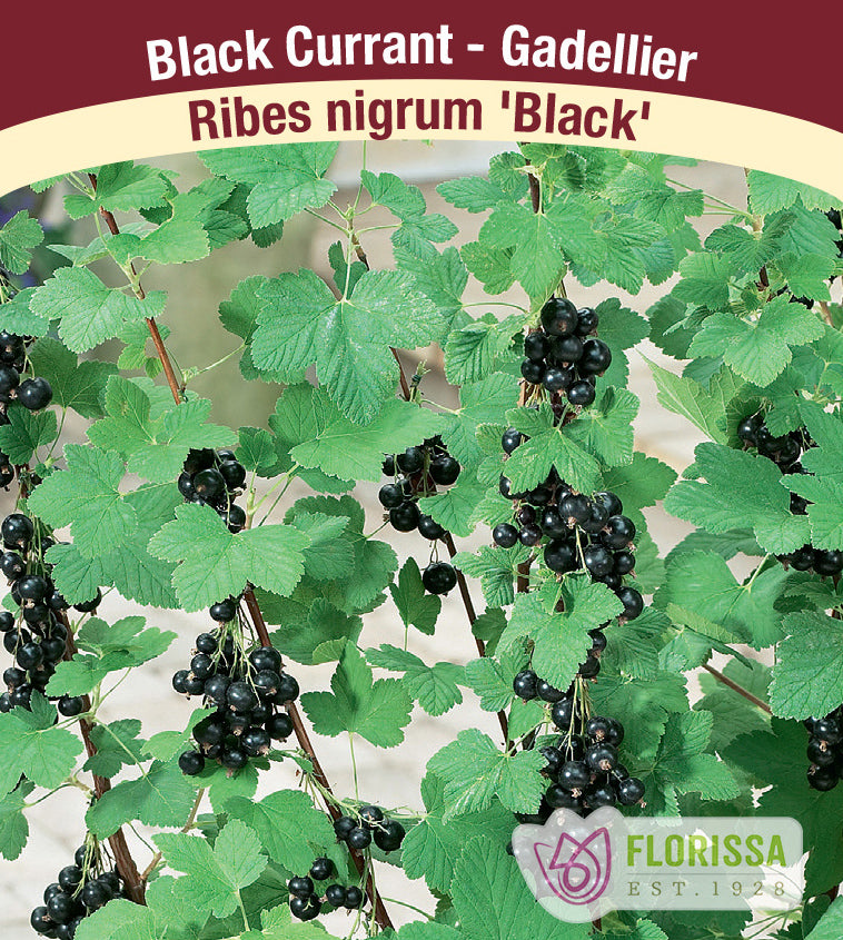 Currant - Black Bulk