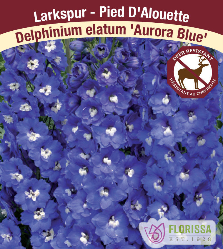 Delphinium - elatum Aurora Blue