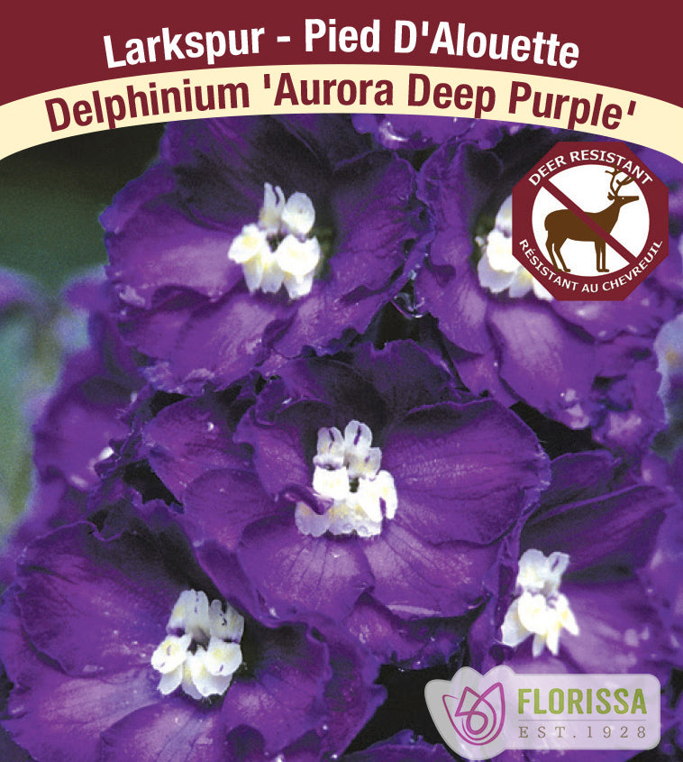 Delphinium - elatum Aurora Deep Purple