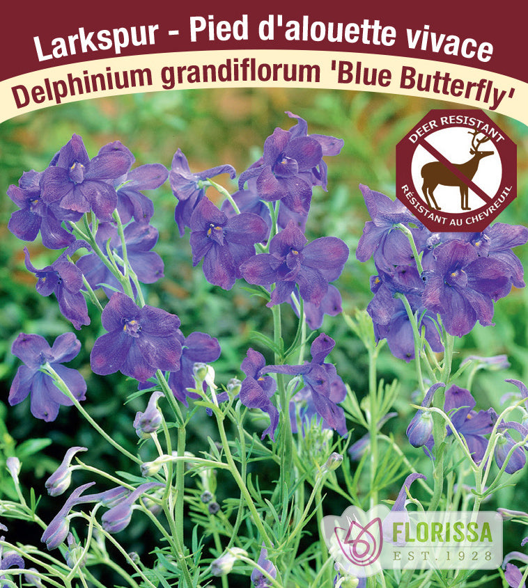 Delphinium - grandiflora Blue Butterfly