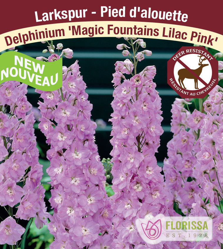 Delphinium - Magic Fountains Lilac Pink