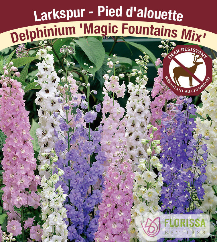 Delphinium - elatum Magic Fountains Mix