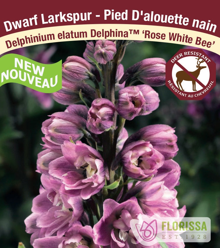 Delphinium - Delphina™ Rose White Bee
