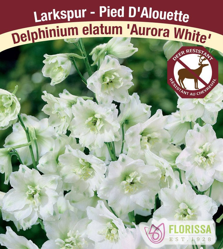 Delphinium - elatum Aurora White