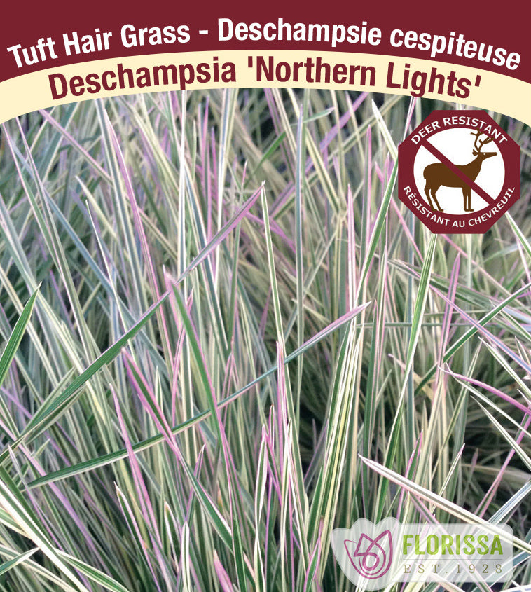 Deschampsia - cespitosa Northern Lights