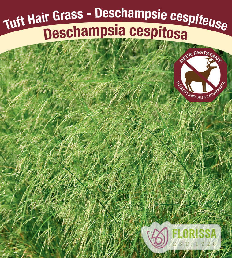 Deschampsia - cespitosa Goldtau
