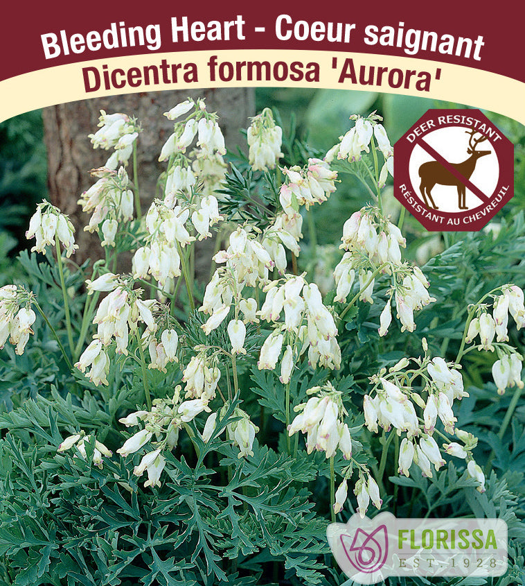 Dicentra - for. Aurora 2-3 Eyes