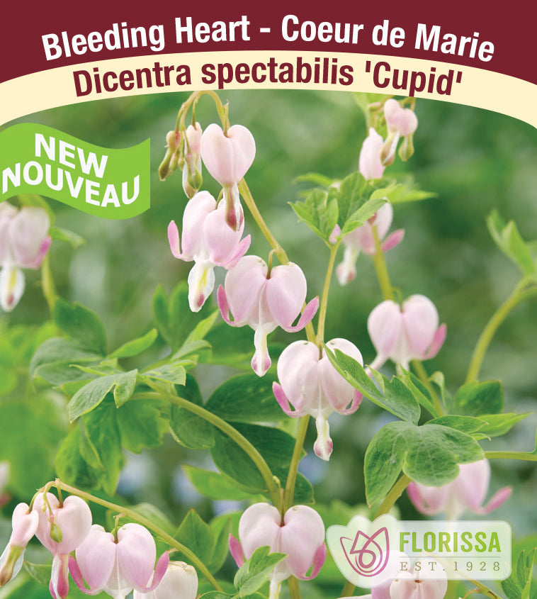 Dicentra - spec. Cupid 2-3 Eyes