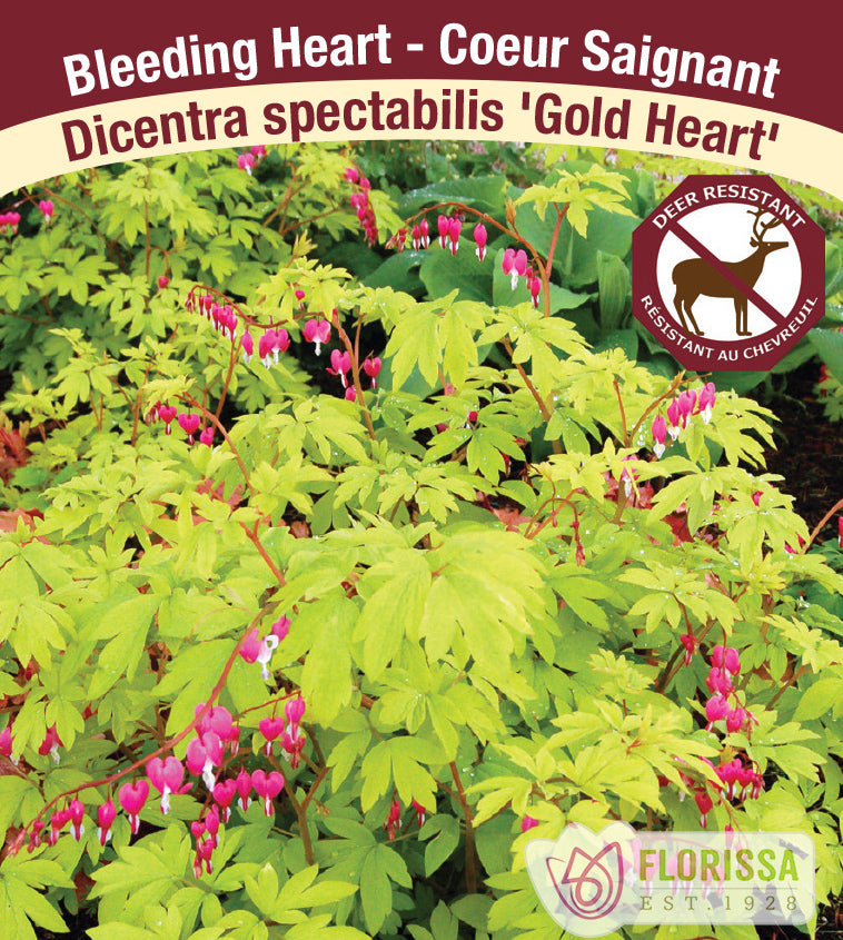 Dicentra - spec. Gold Heart 2-3 Eyes