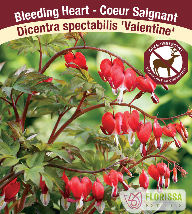 Dicentra - spec. Valentine 3-5 Eyes