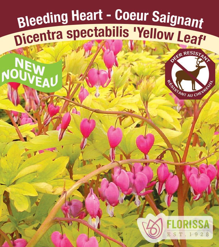 Dicentra - spec. Yellow Leaf 2-3 Eyes