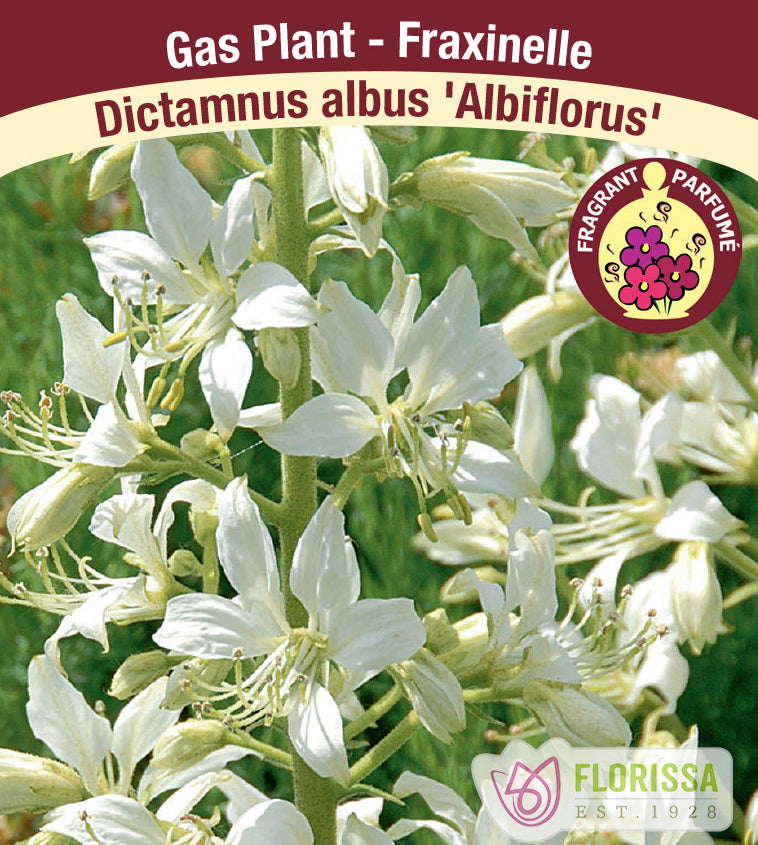Dictamnus - albus Albiflorus