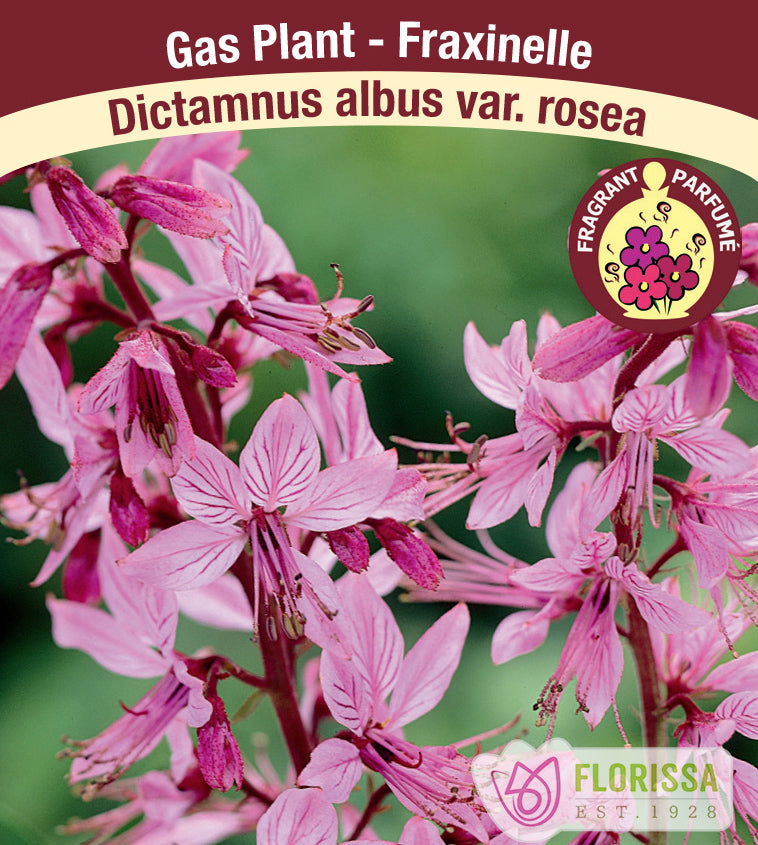 Dictamnus - albus var. roseus