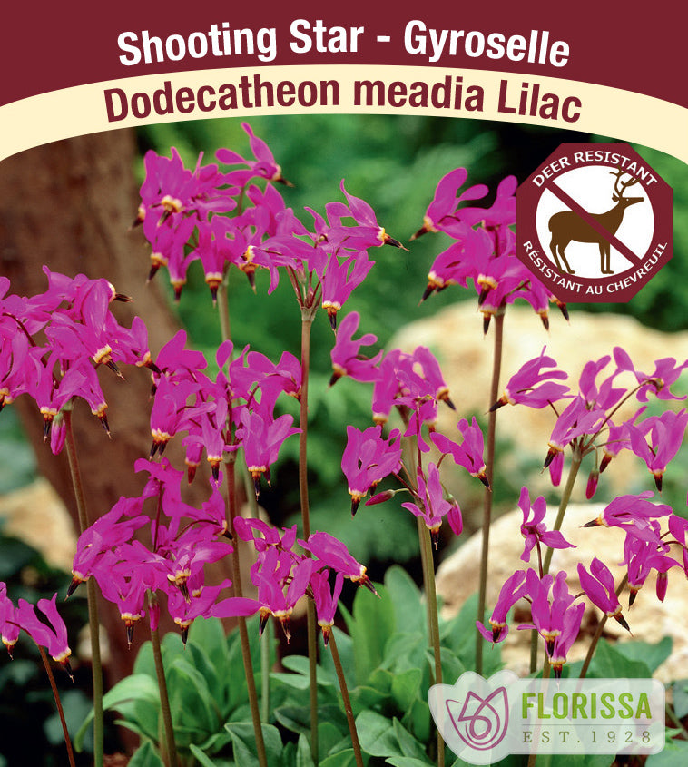 Dodecatheon - meadia Lilac