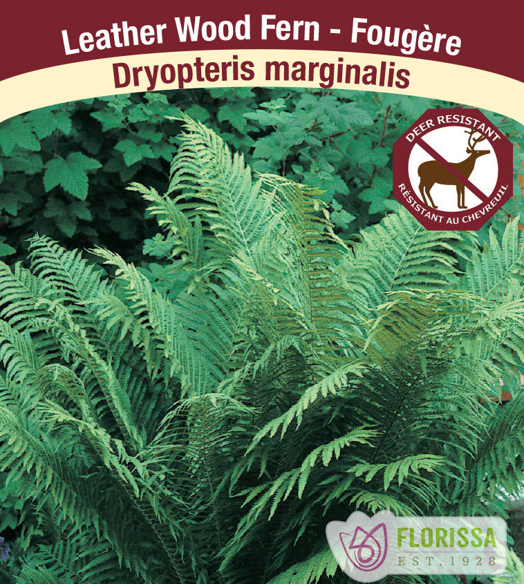 Dryopteris - marginalis