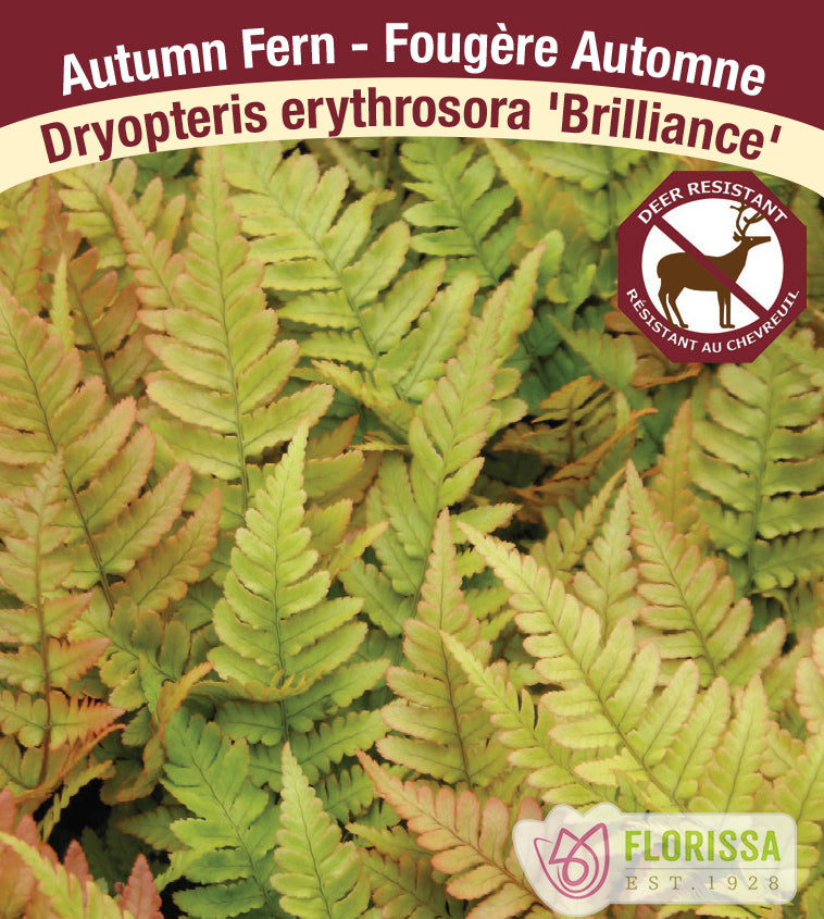 Dryopteris - erythrosora Brilliance