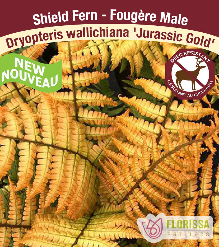 Dryopteris - Jurassic Gold