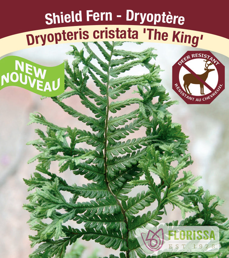 Dryopteris - cristata The King