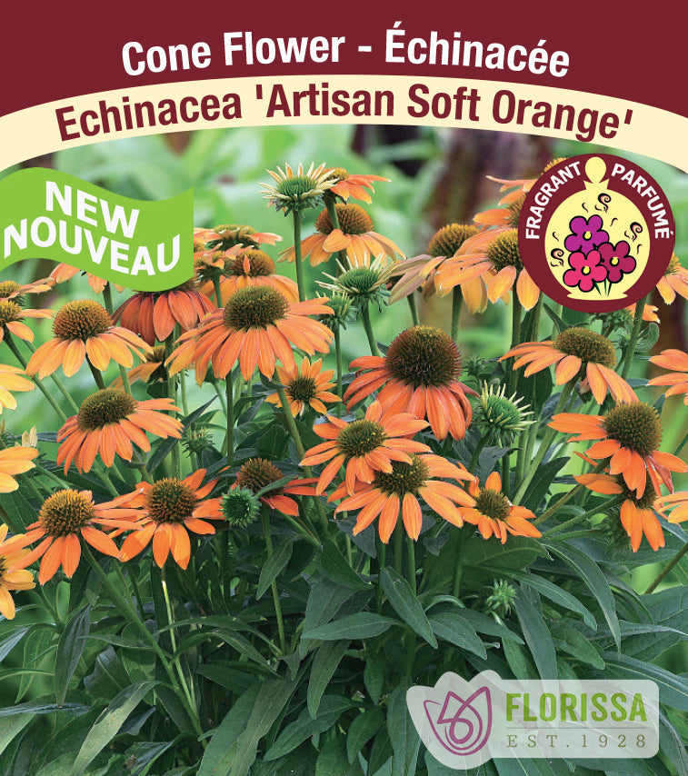 Echinacea - Artisan Soft Orange