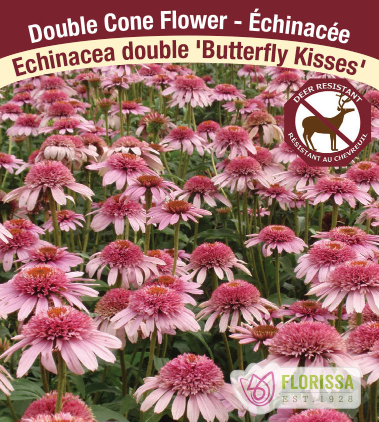 Echinacea - Butterfly Series Butterfly Kisses