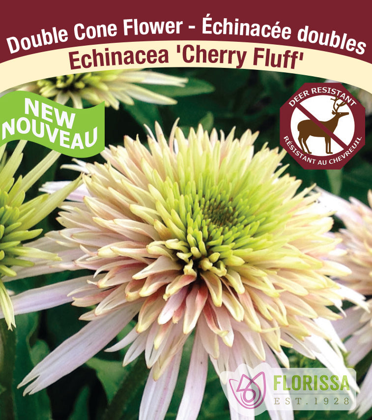 Echinacea - Double Flowering pur. Cherry Fluff