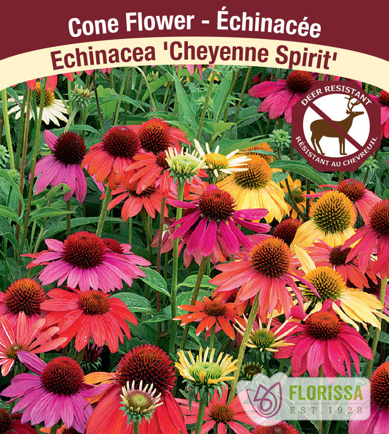 Echinacea - pur. Cheyenne Spirit