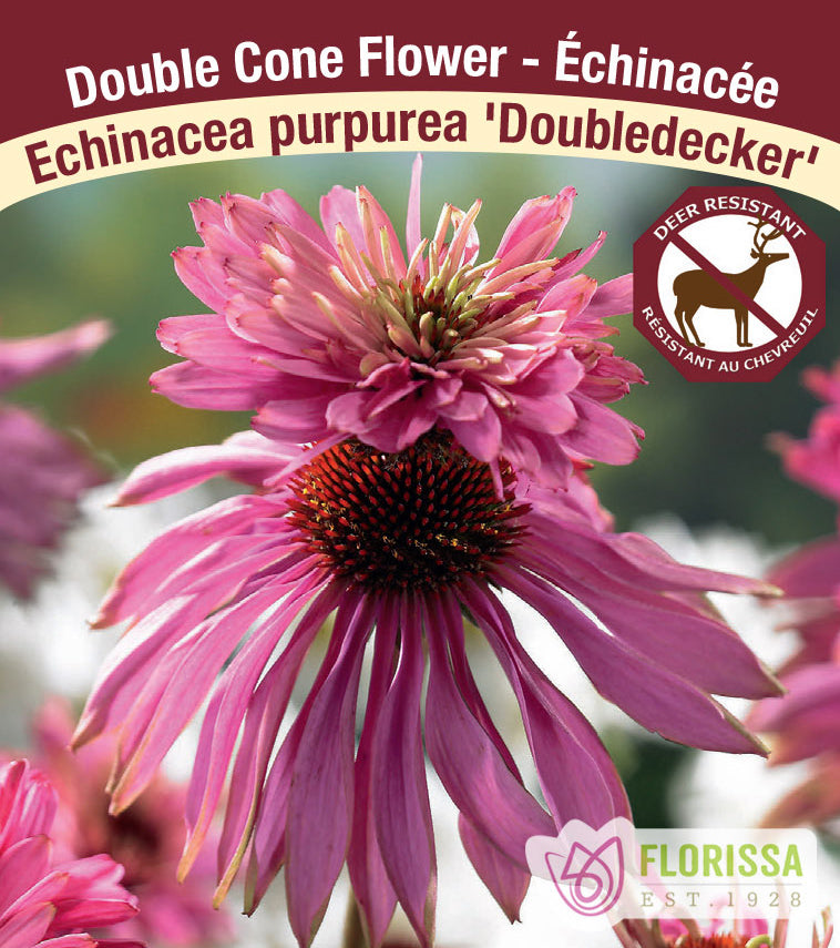 Echinacea - Double Flowering pur. Double Decker