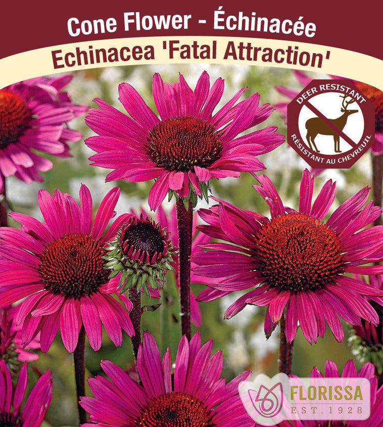 Echinacea - pur. Fatal Attraction