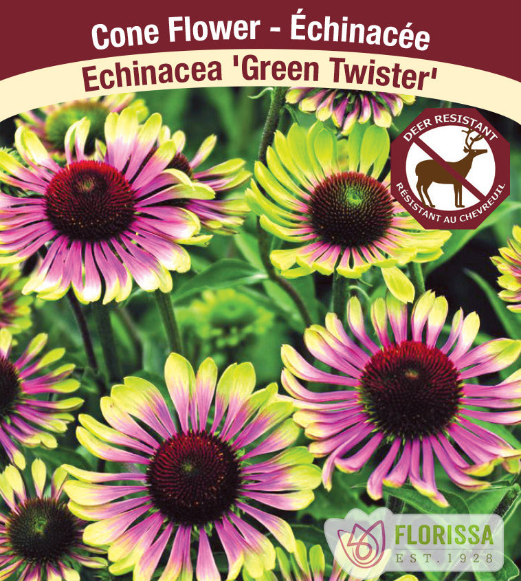 Echinacea - pur. Green Twister