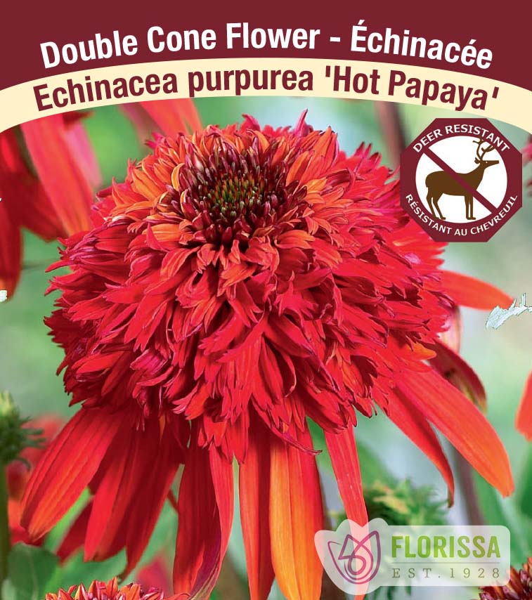 Echinacea - Double Flowering pur. Hot Papaya