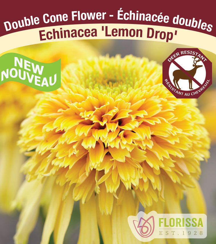 Echinacea - Double Flowering pur. Lemon Drop