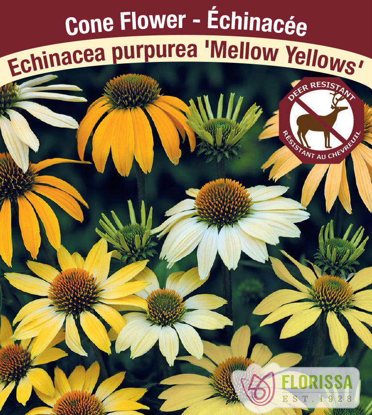 Echinacea - pur. Mellow Yellow